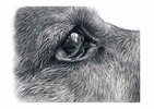 Thumbnail How to draw dogs eyes in Graphite Pencil