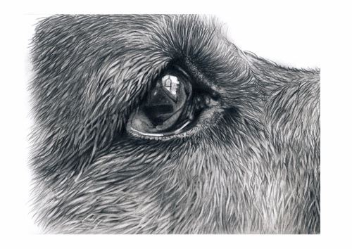 Product picture How to draw dogs eyes in Graphite Pencil