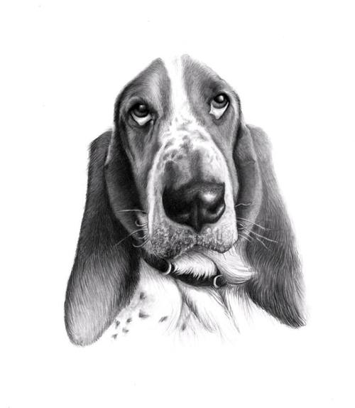 Product picture How to draw dogs noses in graphite pencil